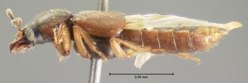 Media type: image;   Entomology 6530 Aspect: habitus lateral view